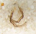 N. sempronii (m), Pedipalpen
