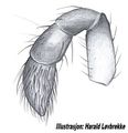 weiblicher Pedipalpus