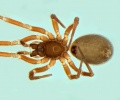 Walckenaeria dalmasi female 20140218125237-34493a10-me.jpg