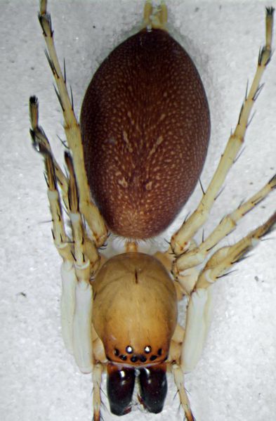 Datei:Clubiona carulescens fem dorsal.jpg