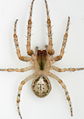 Weibchen, dorsal