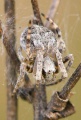 Agalenatea redii 7-5711.jpg