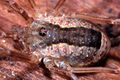 Lacinius ephippiatus (2).JPG