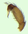 Pedipalpus