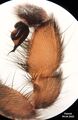 Brachythele langourovi male Bulgaria fullpalp.jpg