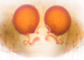 Vulva (dorsal)