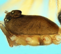 Walckenaeria stylifrons